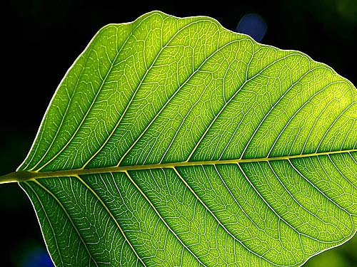 Leaf ; A close up shot of a green leaf.
