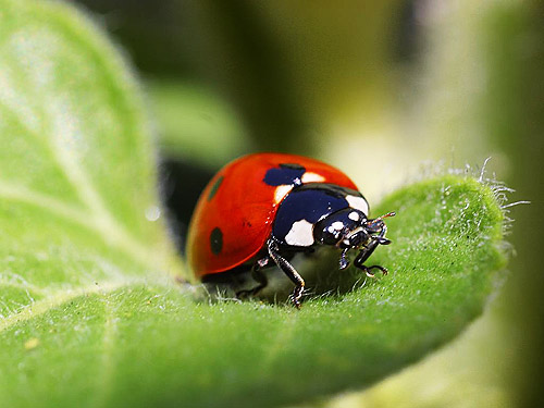 Ladybird ; A close up shot of a ladybird making its way across a leaf.
